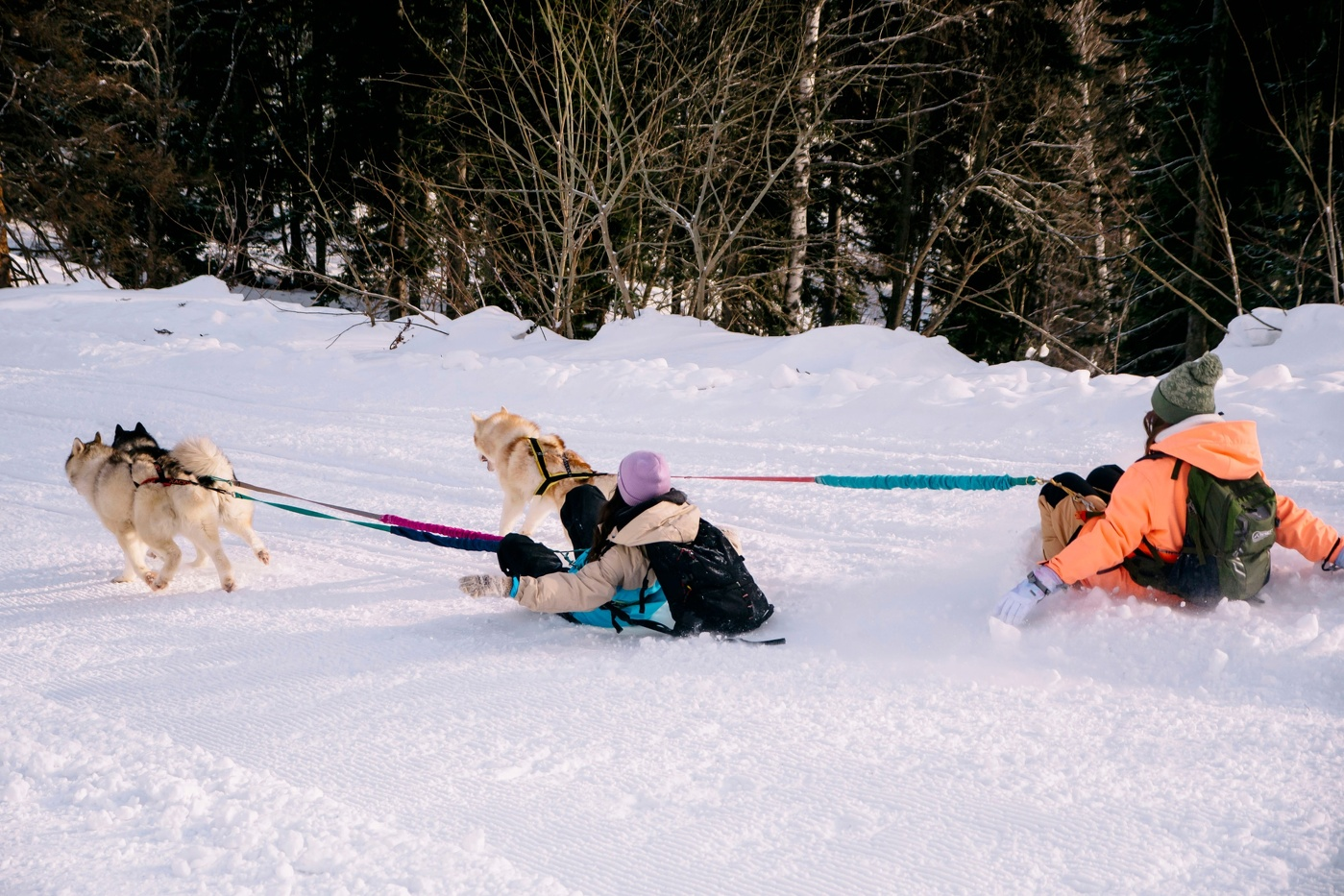 Utuya rally race and international sled dog day