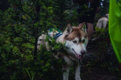 The tourist tax will be introduced in Sheregesh in early 2025